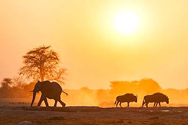 African elephant (Loxodonta africana) and Blue wildebeests (Connochaetes taurinus) backlit at sunset at a waterhole, Nxai Pan National Park, Ngamiland, Botswana, Africa