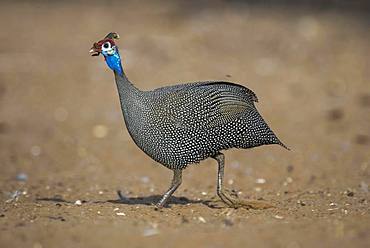 Helmeted guineafowl (Numida meleagris), running, Nxai Pan National Park, Ngamiland, Botswana, Africa