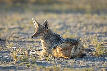 Black-backed Jackal (Canis mesomelas) rests in the morning sun, Nxai Pan National Park, Ngamiland, Botswana, Africa