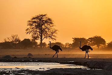 Common ostriches (Struthio camelus), two animals at sunset at a waterhole, Nxai Pan National Park, Ngamiland, Botswana, Africa