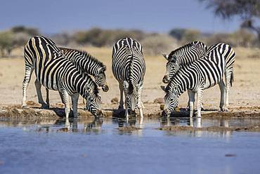 Burchell's Zebras (Equus quagga burchelli), animal group with young animals drinking at a waterhole, Nxai Pan National Park, Ngamiland, Botswana, Africa