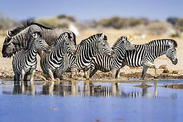 Burchell's Zebras (Equus quagga burchelli) at a waterhole, behind Blue wildebeest (Connochaetes taurinus), Nxai Pan National Park, Ngamiland, Botswana, Africa