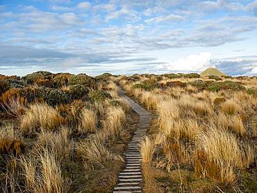 Hiking trail through grass landscape, Pouakai Circuit, Egmont National Park, Taranaki, North Island, New Zealand, Oceania