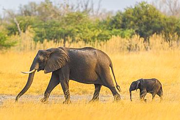 African elephants (Loxodonta africana), elephant calf with dam, Moremi Wildlife Reserve, Ngamiland, Botswana, Africa