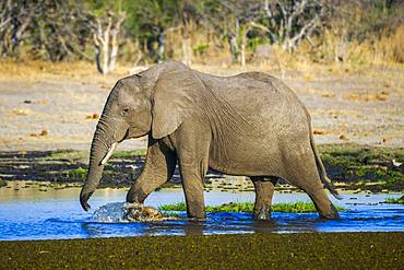 African elephant (Loxodonta africana) runs through water, waterhole, Moremi Wildlife Reserve, Ngamiland, Botswana, Africa