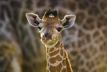 Angolan Giraffe (Giraffa camelopardalis angolensis), young animal, animal portrait, Moremi Wildlife Reserve, Ngamiland, Botswana, Africa