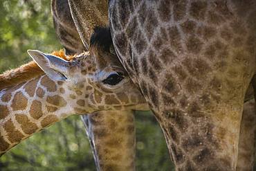 Angolan Giraffe (Giraffa camelopardalis angolensis), young animal drinking from mother, close-up, Moremi Wildlife Reserve, Ngamiland, Botswana, Africa