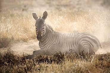 Cape mountain zebra (Equus zebra zebra), adult, during sandbath, Mountain Zebra National Park, Eastern Cape, South Africa, Africa