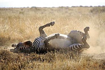 Cape mountain zebra (Equus zebra zebra), adult, during sandbath, Mountain Zebra National Park, Eastern Cape, South Africa, Africa