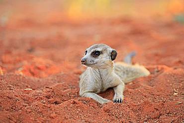 Meerkat (Suricata suricatta), adult, lying in the sand, Tswalu Game Reserve, Kalahari, North Cape, South Africa, Africa