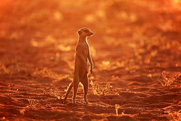 Meerkat (Suricata suricatta), adult standing upright, vigilant, backlight, Tswalu Game Reserve, Kalahari, North Cape, South Africa, Africa