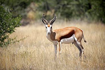 Springbok (Antidorcas marsupialis), adult, male, standing in dry scrubland, Mountain Zebra National Park, Eastern Cape, South Africa, Africa