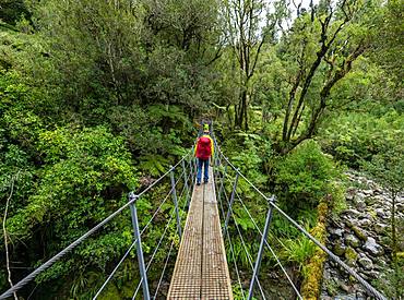 Hiker on suspension bridge in forest, Pouakai Circuit, Egmont National Park, Taranaki, North Island, New Zealand, Oceania