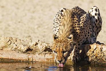 Cheetah (Acinonyx jubatus), female drinking at a waterhole, Kalahari Desert, Kgalagadi Transfrontier Park, South Africa, Africa