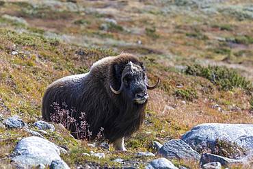 Musk ox (Ovibos moschatus) in autumn landscape, Fjaell, male, Dovrefjell-Sunndalsfjella National Park, Norway, Europe