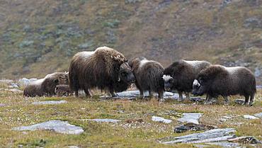 Musk oxes (Ovibos moschatus) in autumn landscape, Fjaell, Herd, Dovrefjell-Sunndalsfjella National Park, Norway, Europe