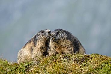 Alpine Marmots (Marmota marmota), greet each other, Grossglockner, Hohe Tauern National Park, Carinthia, Austria, Europe