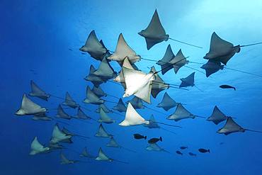 Swarm Spotted eagle ray (Aetobatus narinari), Great Barrier Reef, Unesco World Heritage Site, Pacific, Australia, Oceania