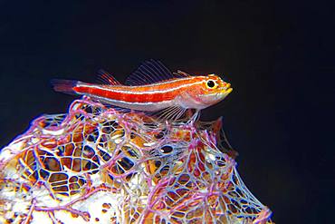 Striped threefin (Helcogramma striata), Great Barrier Reef, Unesco World Heritage Site, Pacific, Australia, Oceania