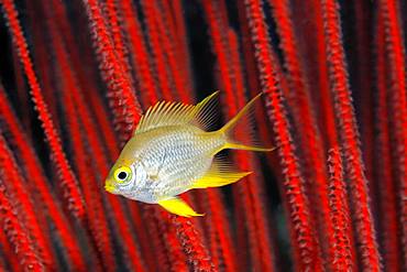 Golden damselfish (Amblyglyphidodon aureus) in front of red rod gorgonian (Ellisella ceratophyta), Great Barrier Reef, Unesco World Heritage Site, Pacific, Australia, Oceania