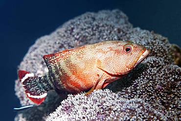 Flagtail Rockcod (Cephalopholis urodeta), Great Barrier Reef, Unesco World Heritage Site, Pacific, Australia, Oceania