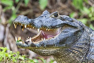 Spectacled caiman (Caiman crocodilus yacare), open mouth with leeches, animal portrait, Pantanal, Mato Grosso, Brazil, South America