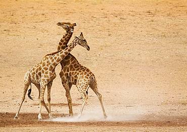 Southern Giraffes (Giraffa camelopardalis giraffa), fighting males in the dry and barren Auob riverbed, Kalahari Desert, Kgalagadi Transfrontier Park, South Africa, Africa