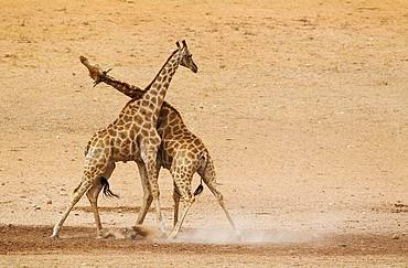 Southern Giraffes (Giraffa camelopardalis giraffa), fighting males in the dry and barren Auob riverbed, Kalahari Desert, Kgalagadi Transfrontier Park, South Africa, Africa