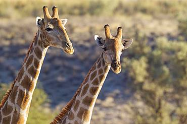 Southern Giraffes (Giraffa camelopardalis giraffa), two males, Kalahari Desert, Kgalagadi Transfrontier Park, South Africa, Africa