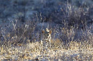 Leopard (Panthera pardus), young female, stalking, Kalahari Desert, Kgalagadi Transfrontier Park, South Africa, Africa