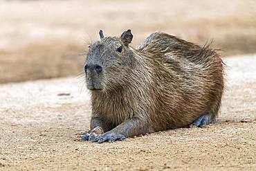 Capybara (Hydrochoerus hydrochaeris) rests on sandbank, Pantanal, Mato Grosso, Brazil, South America