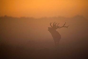 Red Deer (Cervus elaphus), stag, Copenhagen, Denmark, Europe