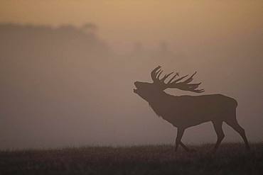 Red Deer (Cervus elaphus), stag, Copenhagen, Denmark, Europe