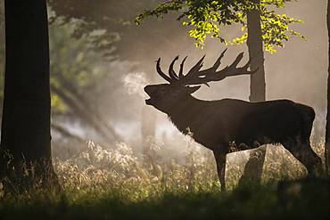 Red Deer (Cervus elaphus), stag, Copenhagen, Denmark, Europe