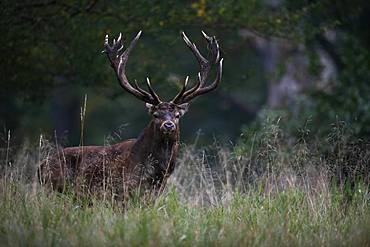 Red Deer (Cervus elaphus), stag, Copenhagen, Denmark, Europe