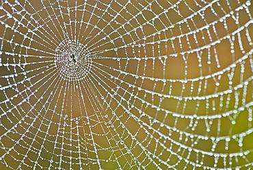 Spider's web with dew drops, Emsland, Lower Saxony, Germany, Europe