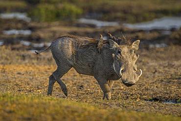 Warthog (Phacochoerus aethiopicus) with Red-billed oxpeckers (Buphagus erythrorhynchus), on a waterhole, Moremi Wildlife Reserve, Ngamiland, Botswana, Africa