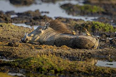 Warthog (Phacochoerus aethiopicus) with Red-billed oxpeckers (Buphagus erythrorhynchus) at the mud bath, Moremi Wildlife Reserve, Ngamiland, Botswana, Africa