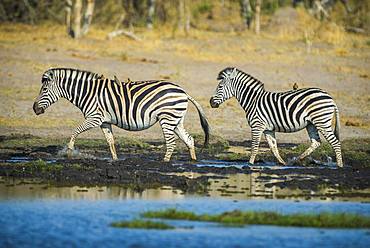 Burchell's Zebras (Equus quagga burchelli) at a waterhole, Moremi Wildlife Reserve, Ngamiland, Botswana, Africa