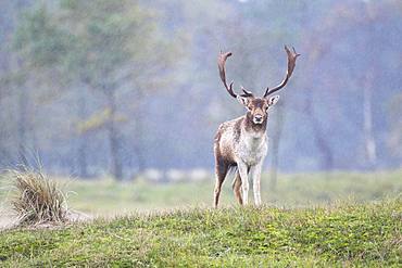 Fallow deer (Dama dama) in rain, Province of North Holland, Netherlands