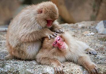 Two Japanese macaque (Macaca fuscata) in body care, delousing, Yamanouchi, Nagano Prefecture, Honshu Island, Japan, Asia