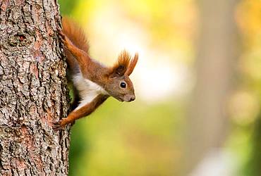 Eurasian red squirrel (Sciurus vulgaris) looks out behind tree trunk of Pine (Pinus), Berlin, Germany, Europe