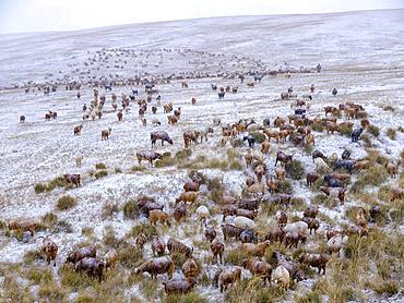 Goat herd in snowstorm, Mongolian steppe, Bulgan Aimag, Bulgan province, Mongolia, Asia