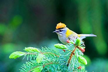 Common firecrest (Regulus ignicapillus) sits in a fir tree, Germany, Europe