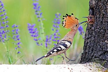 Hoopoe (Upupa epops), adult bird feeds young birds at the breeding cave in the tree, worm in the beak, Saxony-Anhalt, Germany, Europe