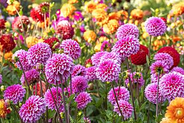 Bed with garden dahlias, North Rhine-Westphalia, Germany, Europe