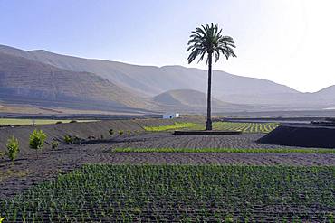 Palm in fields, Valle de la Degollada, near Yaiza, Lanzarote, Canary Islands, Spain, Europe