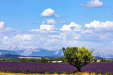 Lavender field and sunflower field, Plateau de Valensole, Valensole, Provence, Haute-Provence, Southern France, France, Europe