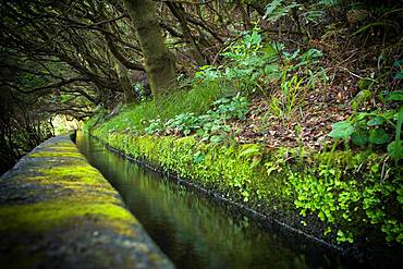 Hiking trail PR6 to the 25 springs, along water channel, Levada das 25 Fontes, in rainforest, Rabacal nature reserve, Island Madeira, Portugal, Europe