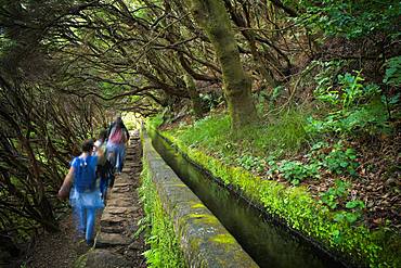 Hikers on the hiking trail PR6 to the 25 springs, along water channel, Levada das 25 Fontes, in rainforest, laurel forest Laurisilva, Rabacal nature reserve, island Madeira, Portugal, Europe